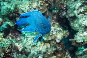 Southern Blue Devil from Busselton 2026