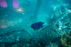 McCulloch’s Scalyfin