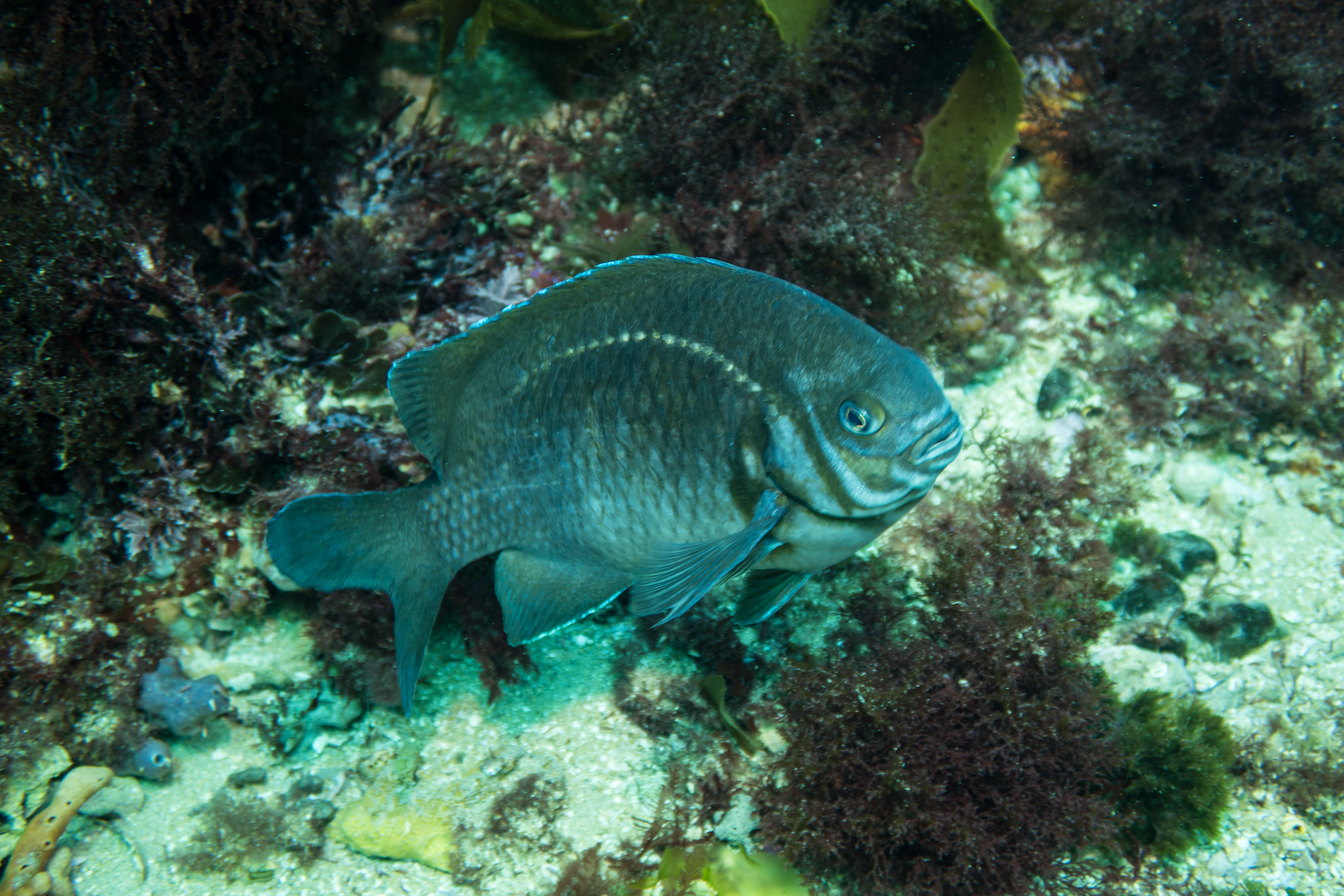 Scalyfin