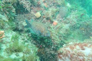 Scalyfin