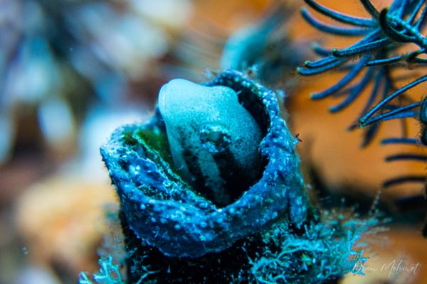 Shorthead Sabretooth Blenny