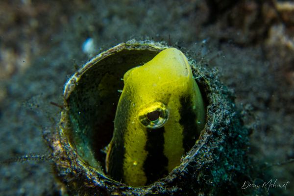 Shorthead Sabretooth Blenny