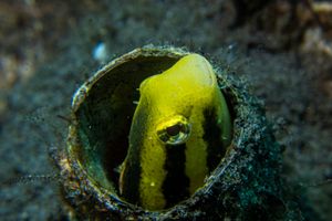 Shorthead Sabretooth Blenny