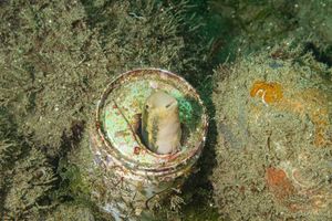 Shorthead Sabretooth Blenny