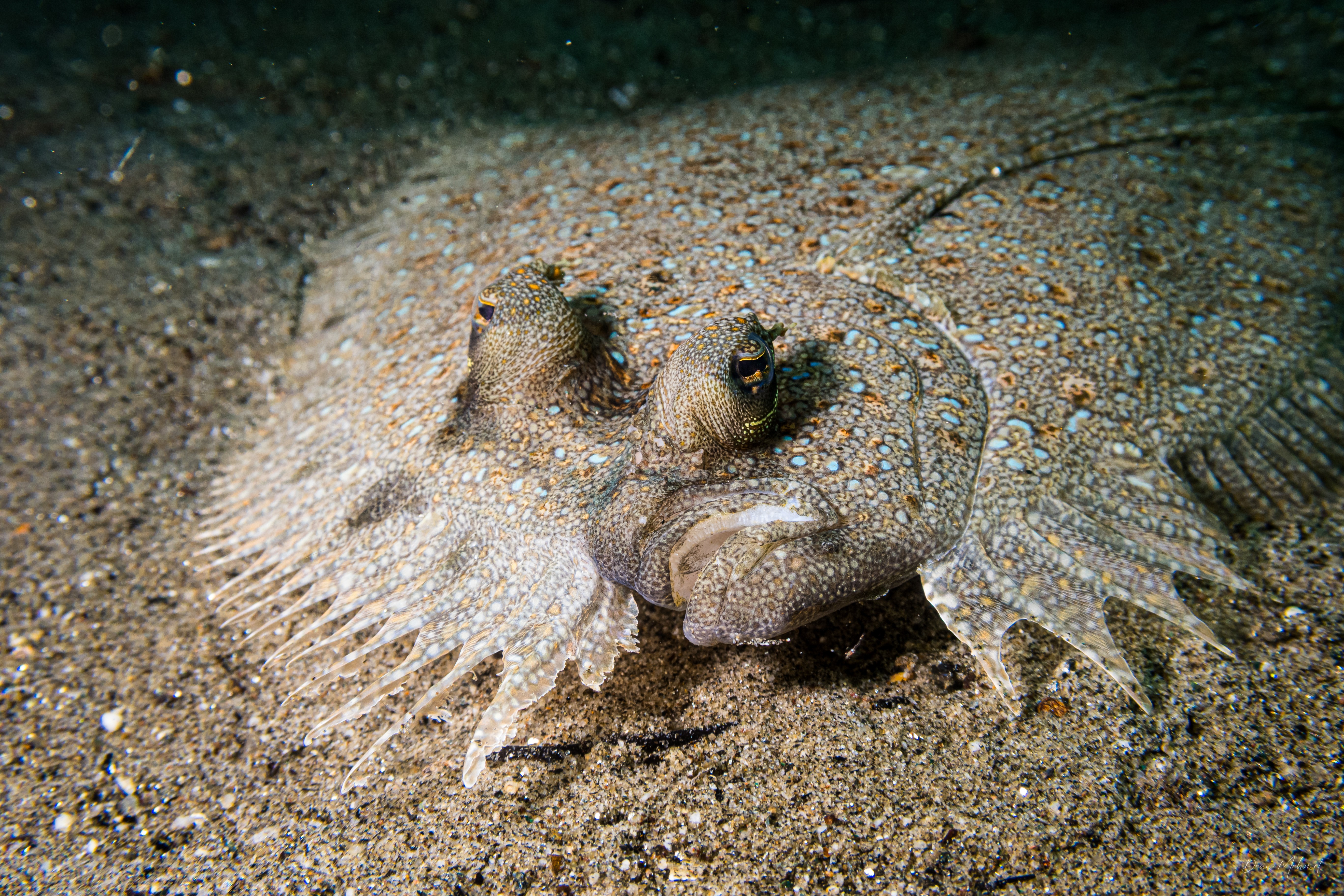 Panther Flounder