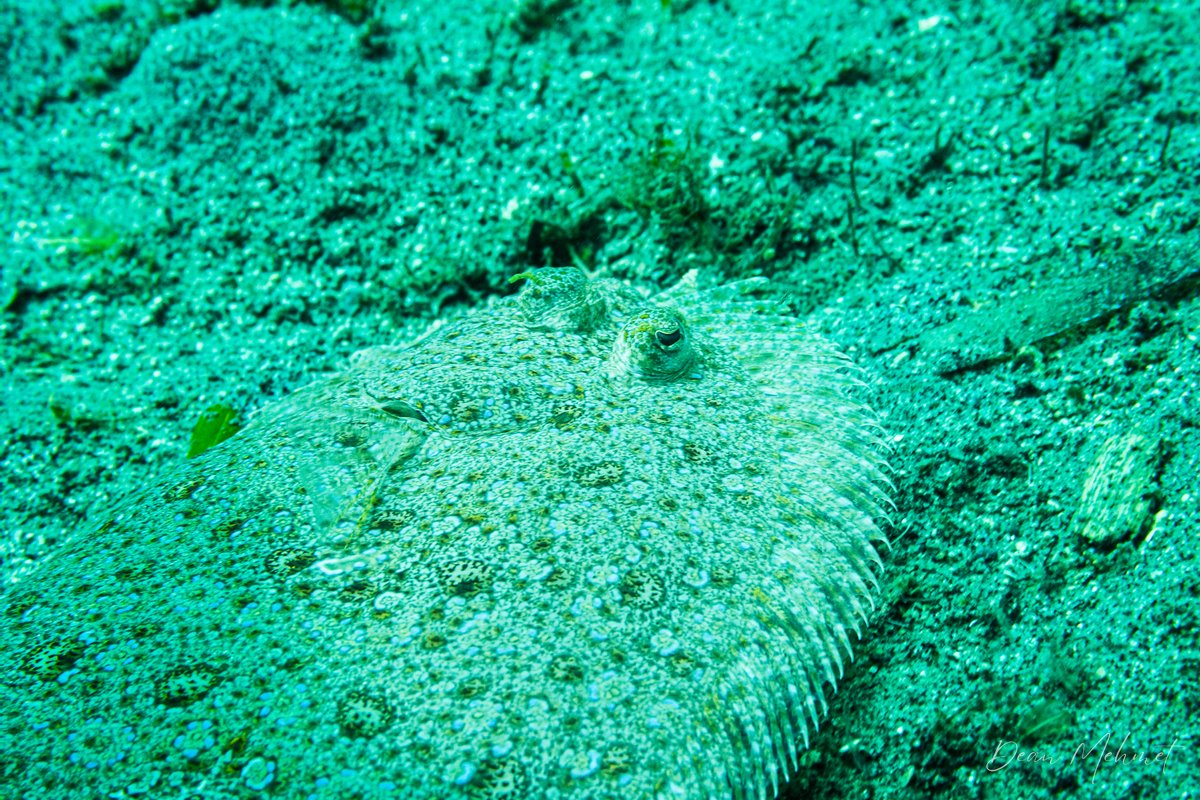 Panther Flounder hero image