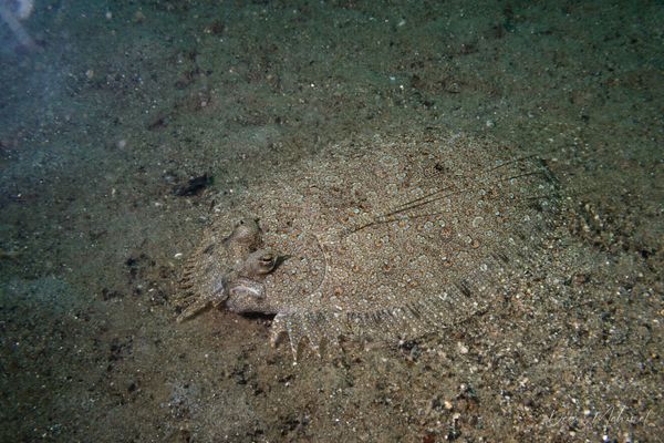 Panther Flounder