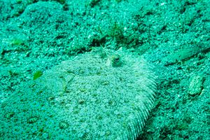 Jacks, Flounders, Barracudas, and Allies representative species
