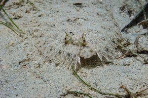 Panther Flounder