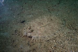 Panther Flounder