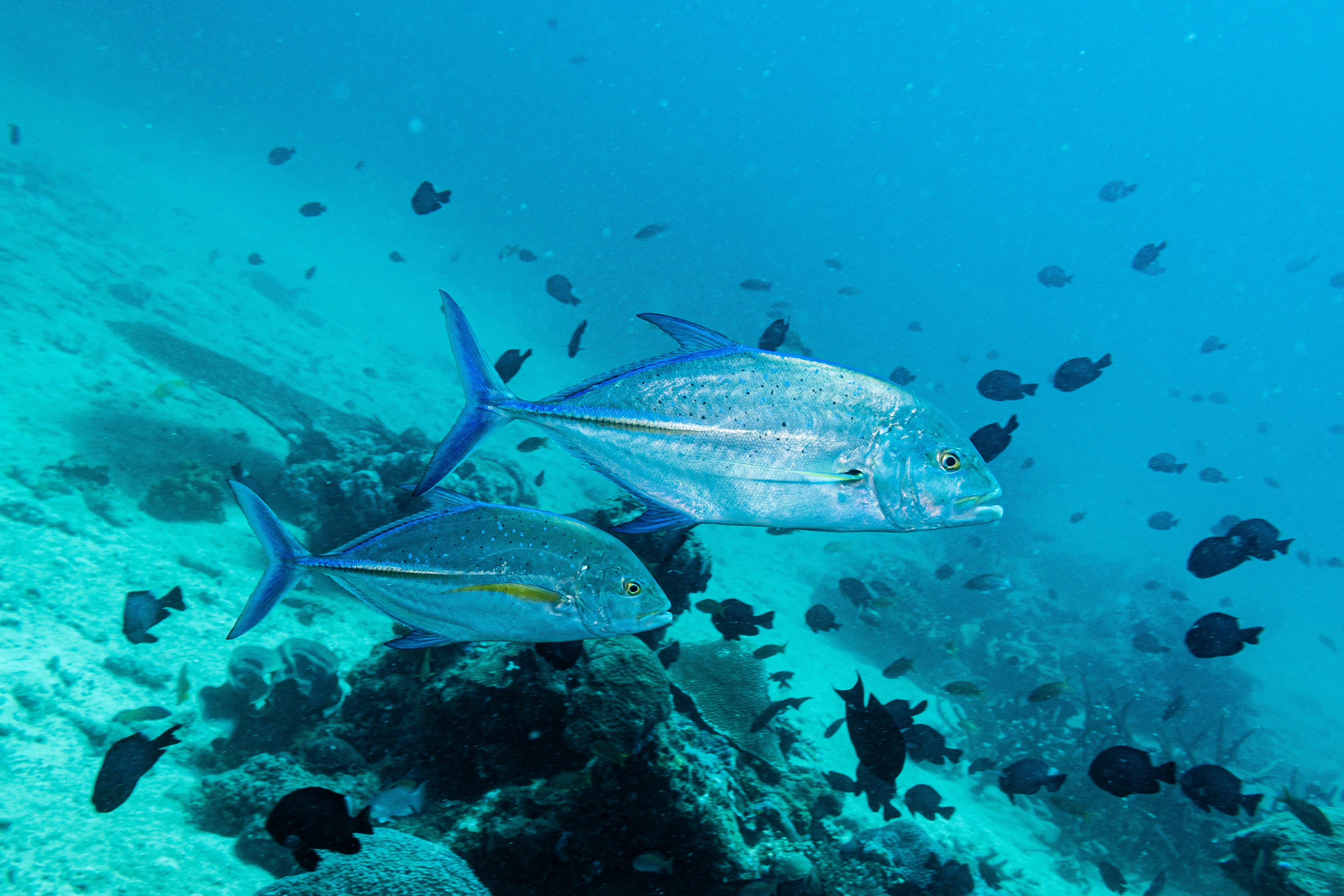 Bluefin Trevally