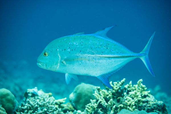Bluefin Trevally