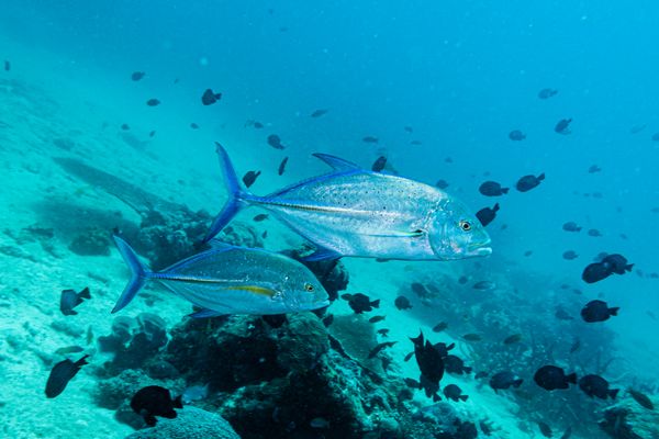Bluefin Trevally