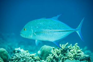 Bluefin Trevally