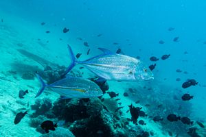 Bluefin Trevally