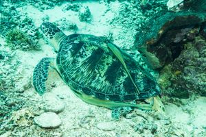 Jacks, Flounders, Barracudas, and Allies representative species