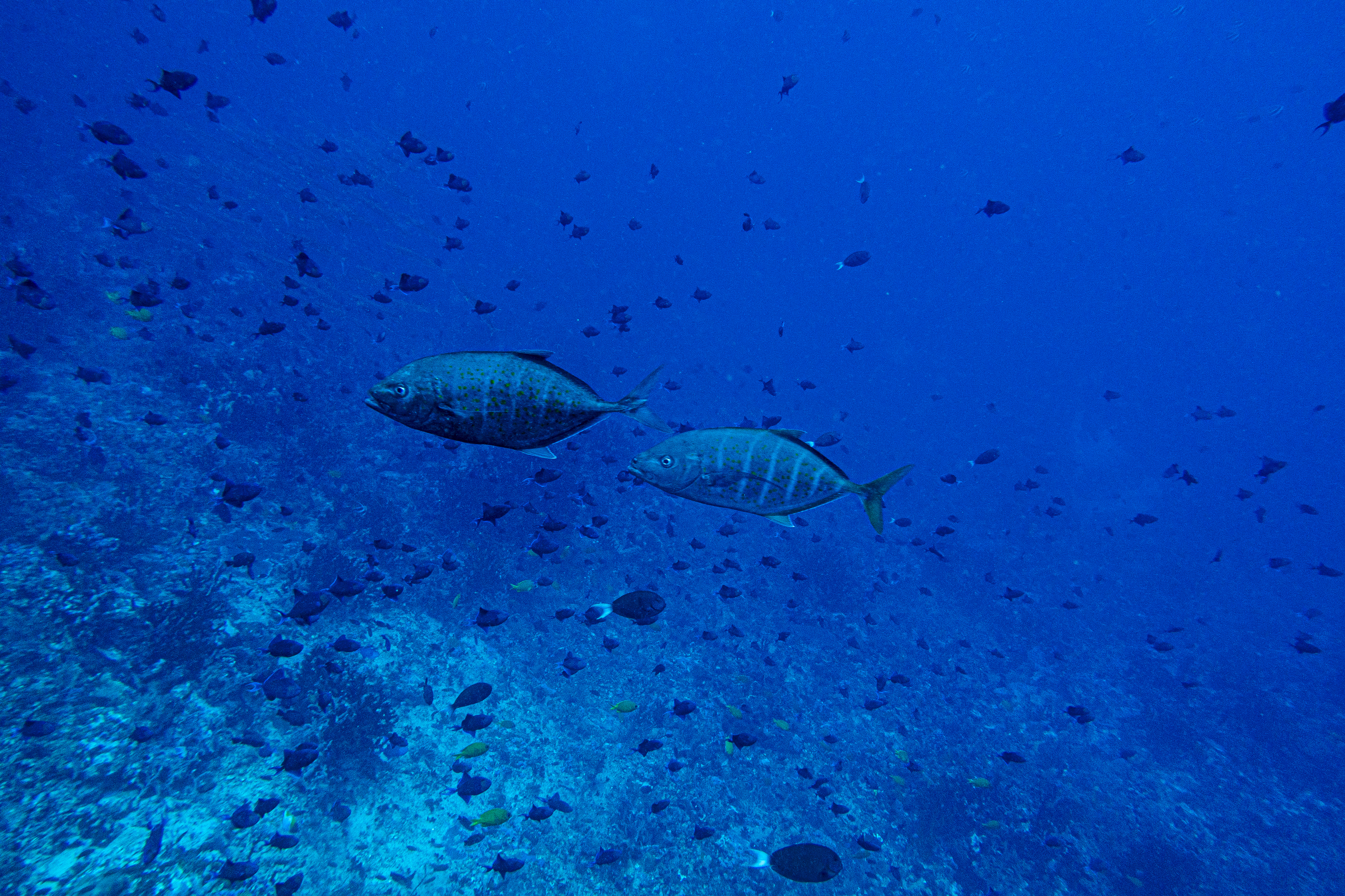 Orange-spotted Trevally