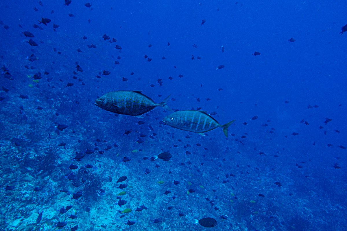 Orange-spotted Trevally