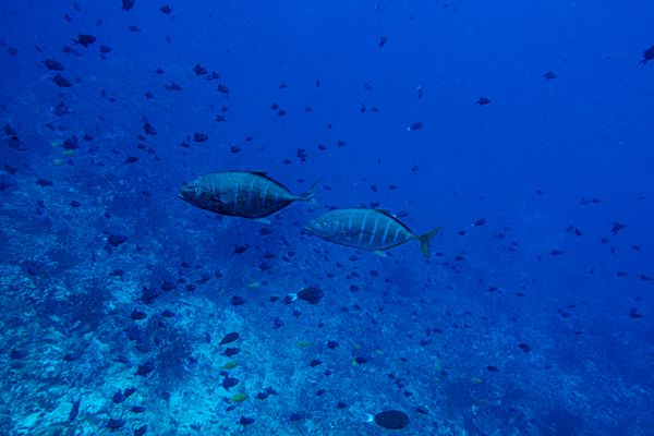 Orange-spotted Trevally