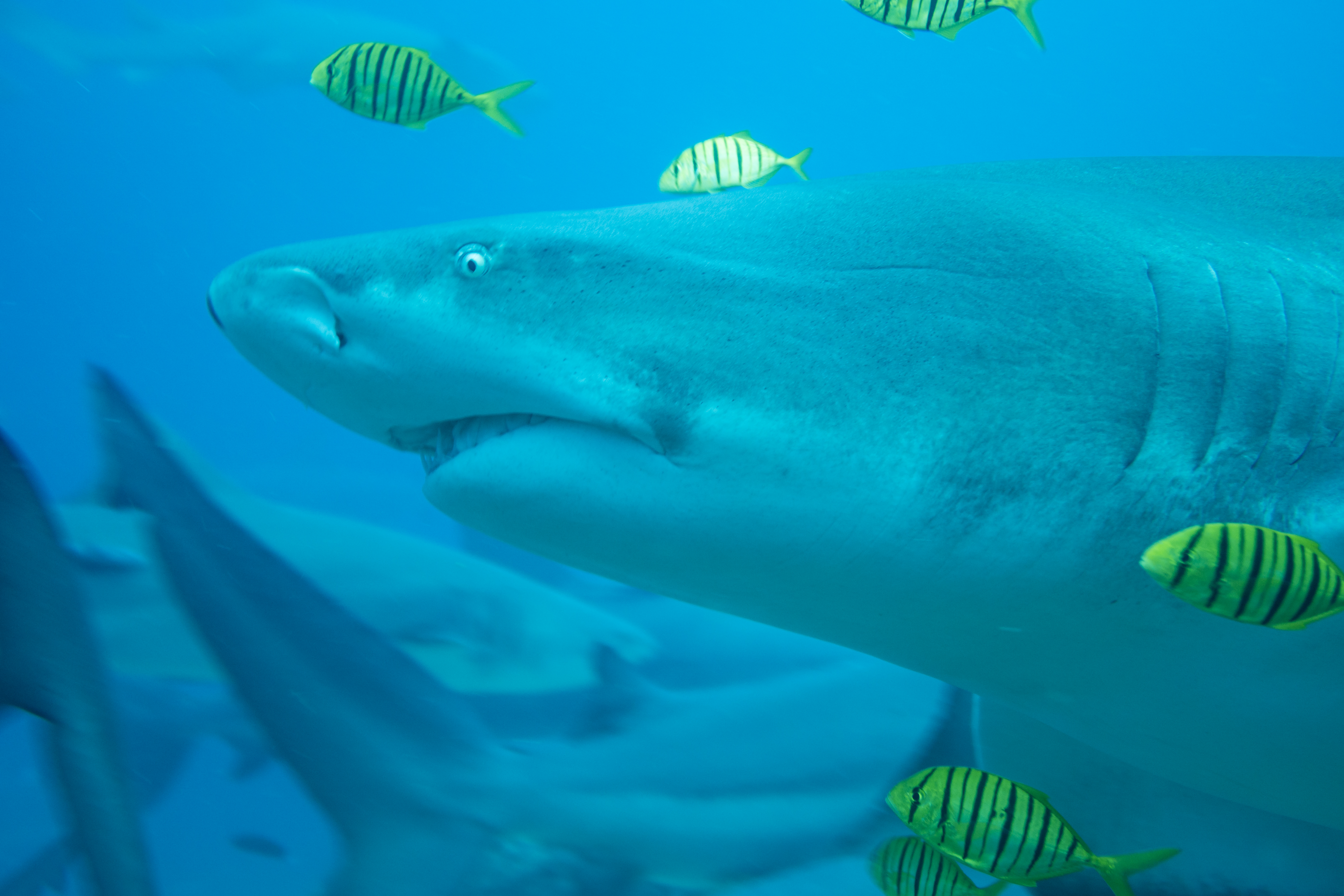 Golden Trevally