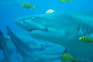 Golden Trevally from Fiji - 2024
