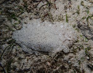 Peacock Sole