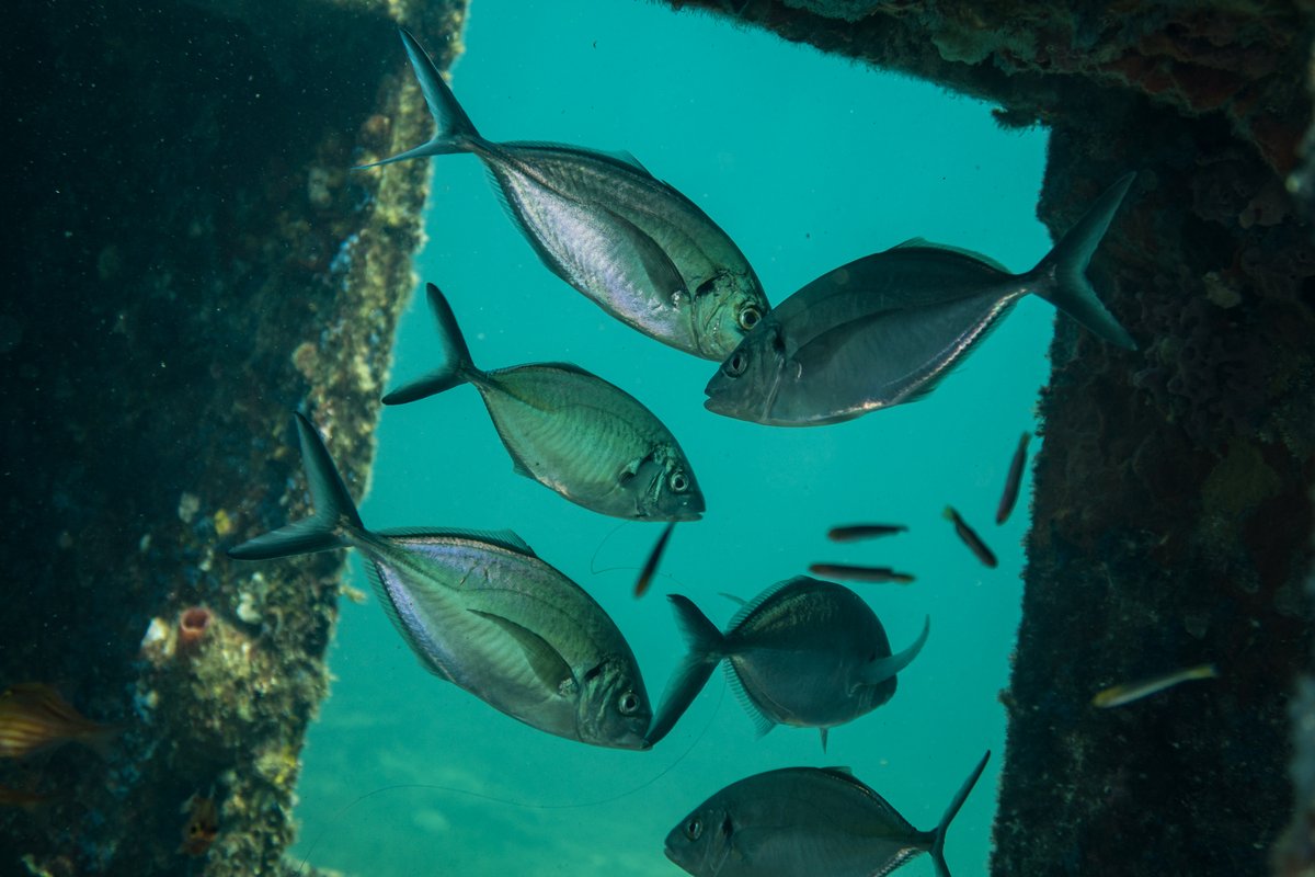 Silver Trevally hero image