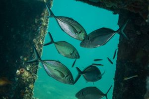 Silver Trevally