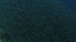Bigeye Scad