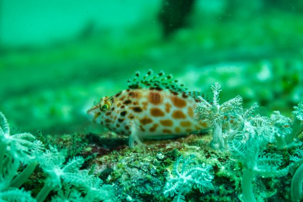 La Laguna Point encounter 3