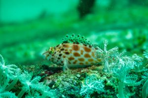 Freshwater Sunfishes, Grunters, and Allies representative species