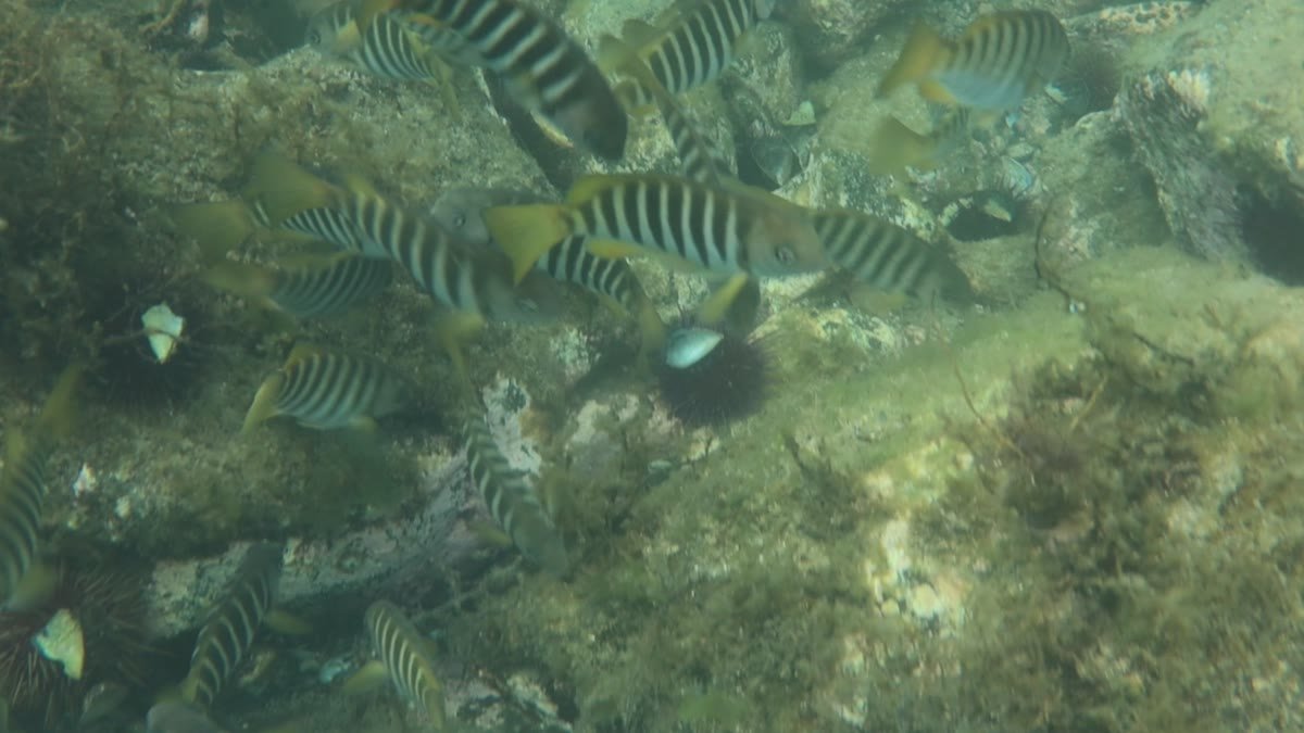 Zebrafish