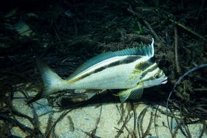 Freshwater Sunfishes, Grunters, and Allies representative species