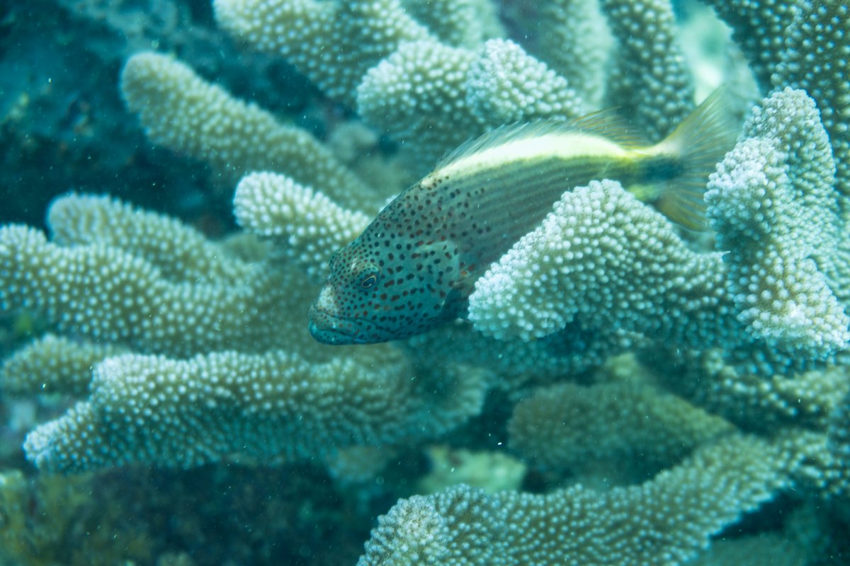 Freckled Hawkfish hero image
