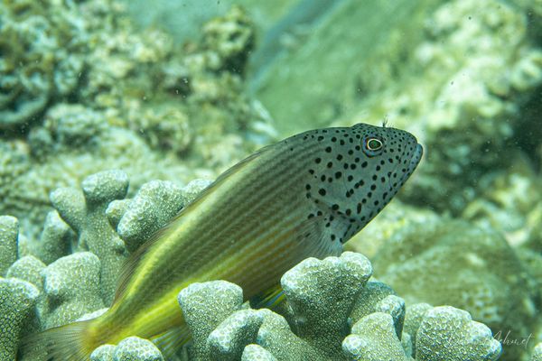 Freckled Hawkfish - Puerto Galera - 21 May 2026 - Dive 1 - Ernie's Point