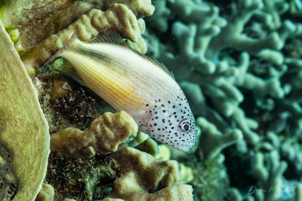 Freckled Hawkfish - Tawali, PNG - 17 July 2026 - Dive 1 - Coral Garden