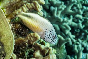 Freckled Hawkfish from Tawali, PNG