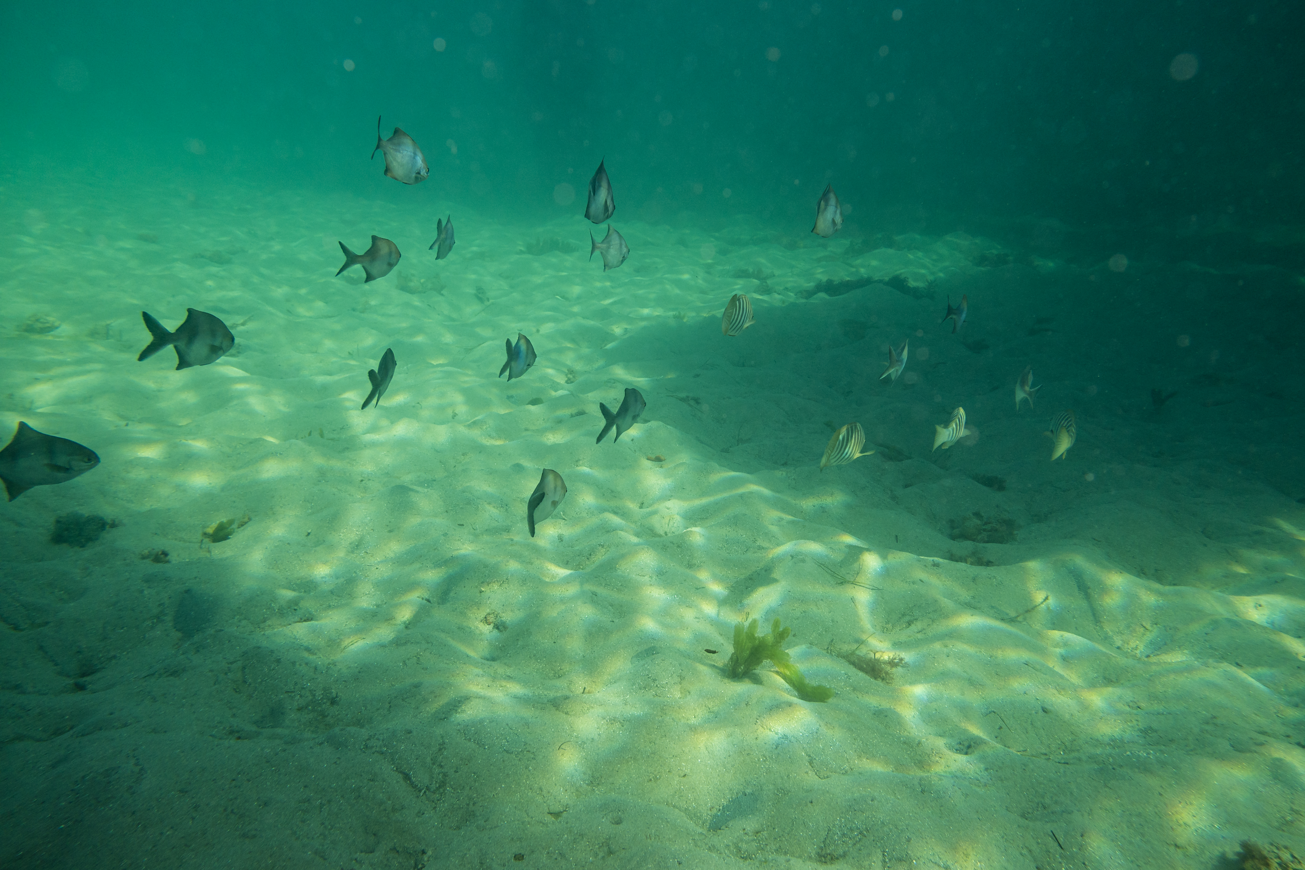 Sea Sweep