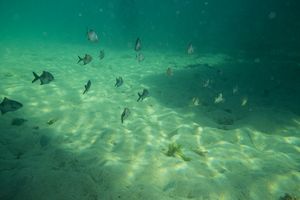 Blairgowrie Marina dive