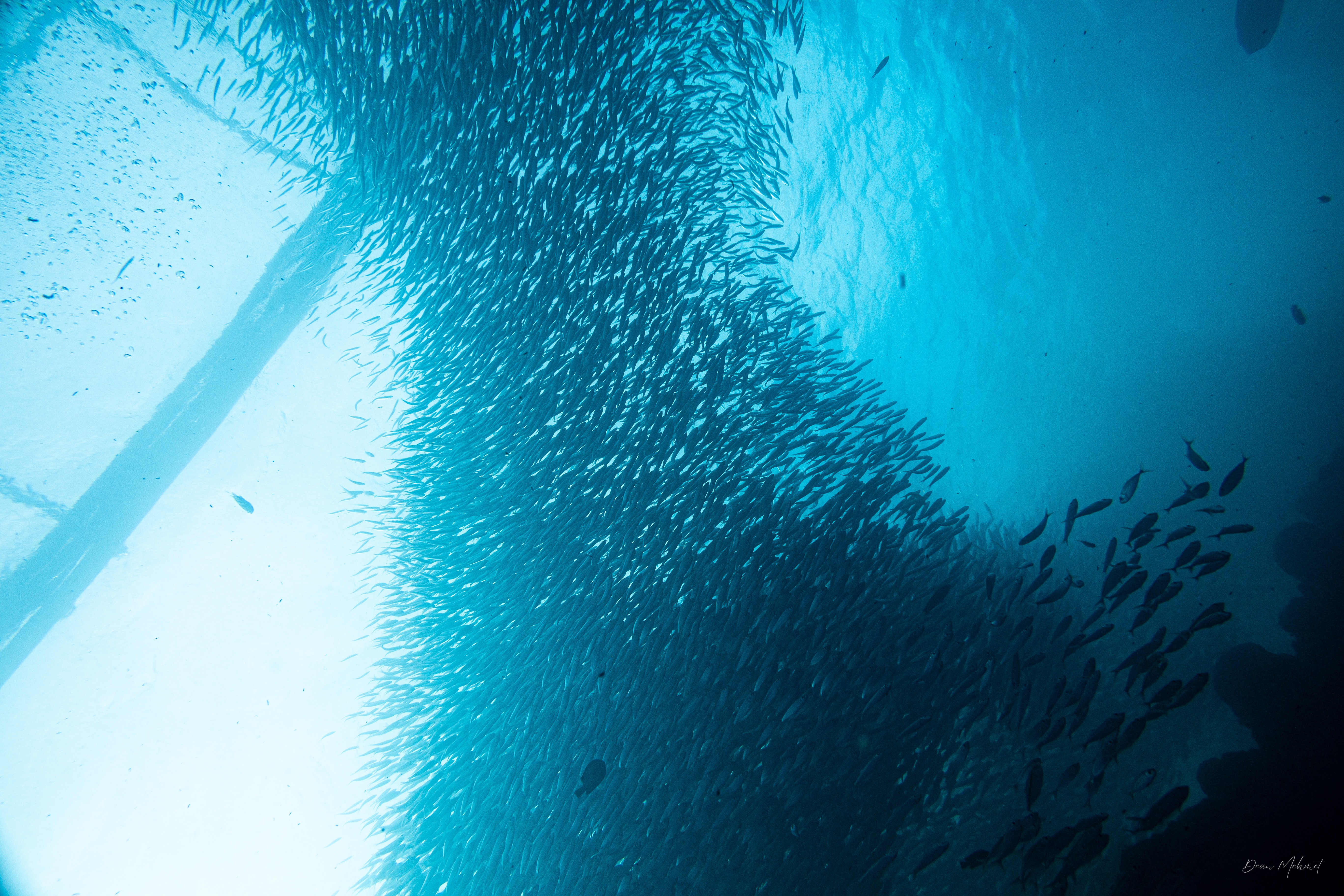 Scaly Mackerel