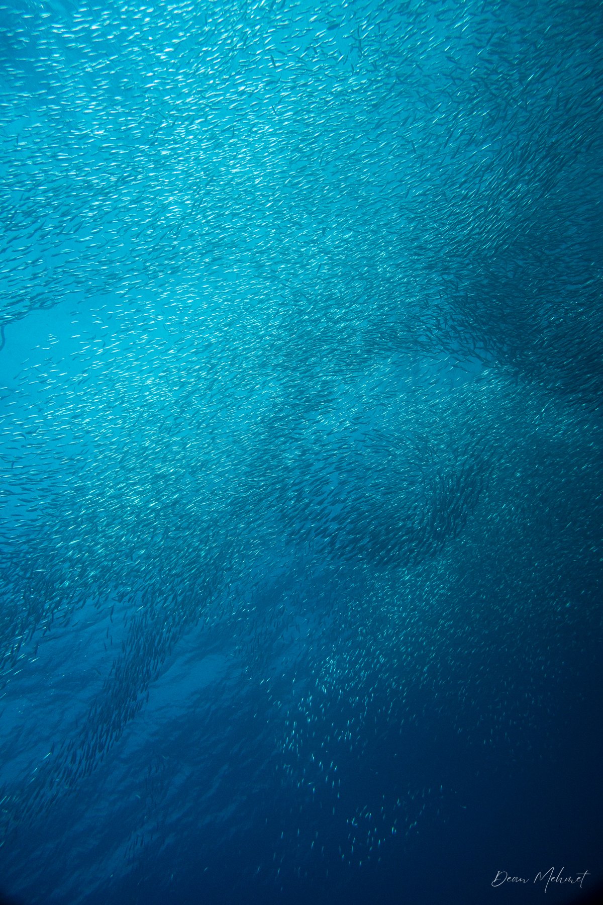 Scaly Mackerel