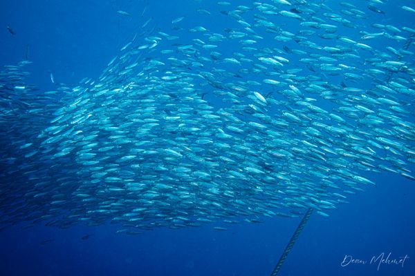 Scaly Mackerel