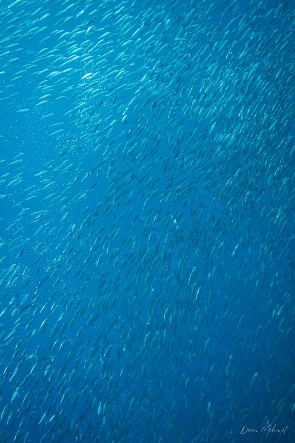 Scaly Mackerel
