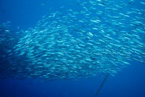 Scaly Mackerel