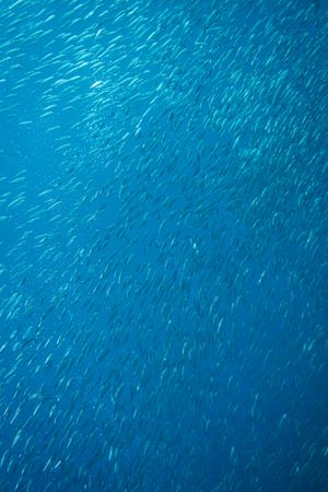 Herrings representative species