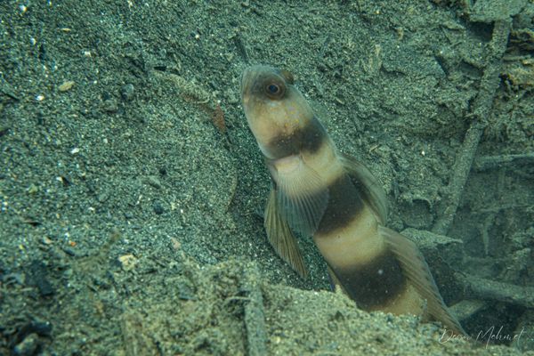 Giant shrimpgoby