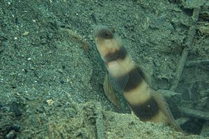 Gobies, Cardinalfishes and Allies representative species