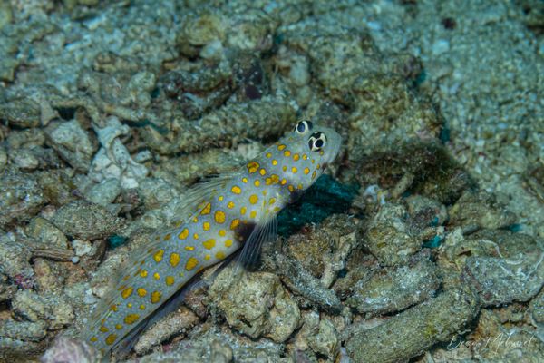 Blackchest Shrimpgoby