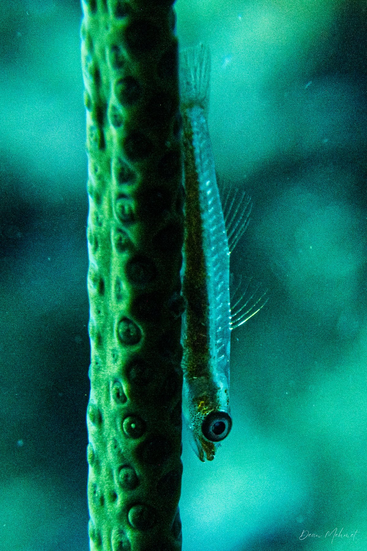 Seawhip Goby hero image