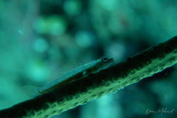 Seawhip Goby